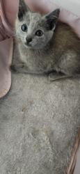 Shelter Stray Female Cat last seen , 11361 W Pico Blvd, Los Angeles, CA 90064, USA