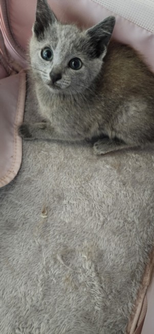 Shelter Stray Female Cat last seen , 11361 W Pico Blvd, Los Angeles, CA 90064, USA