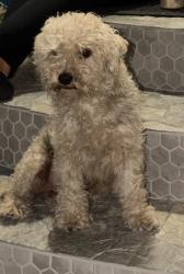 Reunited Male Dog last seen W Santa Clara ave and Bristol, Santa Ana, CA 92704