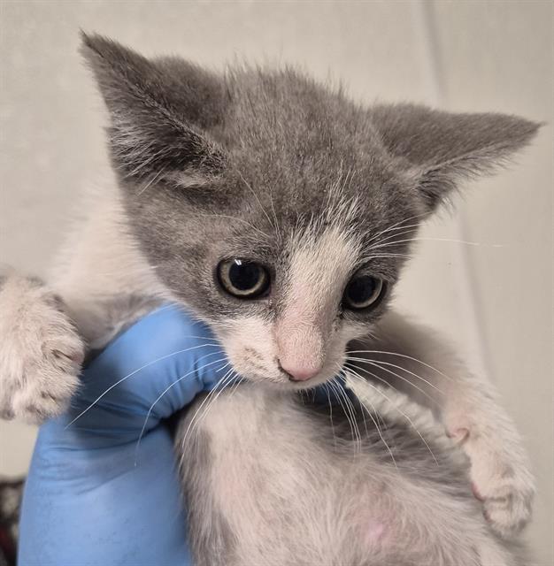 Shelter Stray Male Cat last seen Near BLOCK SHAMROCK WAY, BAKERSFIELD CA 93304, 3951 Fruitvale Ave, Bakersfield, CA 93308, USA