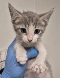 Shelter Stray Female Cat last seen Near BLOCK SHAMROCK WAY, BAKERSFIELD CA 93304, 3951 Fruitvale Ave, Bakersfield, CA 93308, USA