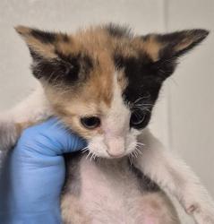 Shelter Stray Female Cat last seen Near BLOCK SHAMROCK WAY, BAKERSFIELD CA 93304, 3951 Fruitvale Ave, Bakersfield, CA 93308, USA