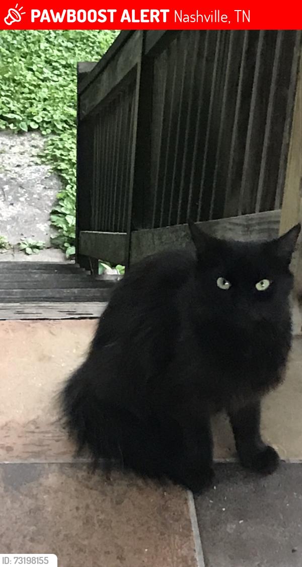 Lost Female Cat last seen Oceola ave, Nashville, TN 37209