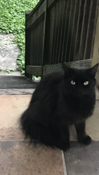 Lost Female Cat last seen Oceola ave, Nashville, TN 37209