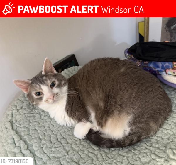Lost Female Cat last seen Lockwood Drive, Windsor CA, Windsor, CA 95492