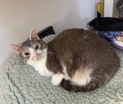 Lost Female Cat last seen Lockwood Drive, Windsor CA, Windsor, CA 95492