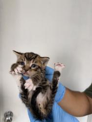 Shelter Stray Female Cat last seen IVY AND MANGO, 333 Chandler Pl, San Bernardino, CA 92408, USA