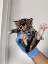 Shelter Stray Male Cat last seen IVY AND MANGO, 333 Chandler Pl, San Bernardino, CA 92408, USA
