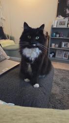 Lost Male Cat last seen Kenelm court area, Herefordshire, England HR6 8PZ