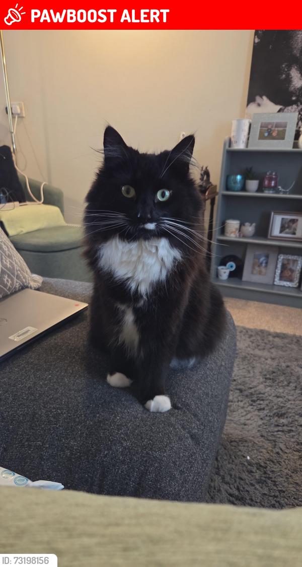 Lost Male Cat last seen Kenelm court area, Herefordshire, England HR6 8PZ