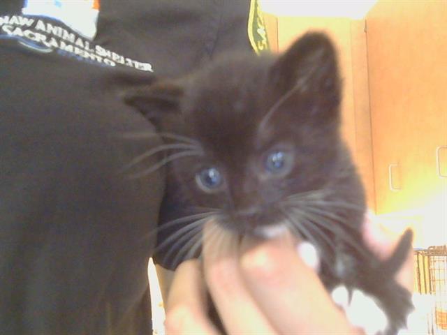 Shelter Stray Male Cat last seen KINGS WAY/WATT AVE, 95821, 3839 Bradshaw Rd, Sacramento, CA 95827, USA