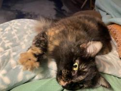 Reunited Female Cat last seen Near W. Elmwood Dr. on corner of McRoy (Beason Dr.) near railroad tracks & tower, Chattanooga, TN 37405