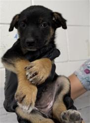 Shelter Stray Female Dog last seen MARGARITA AND ALMERIA, 333 Chandler Pl, San Bernardino, CA 92408, USA