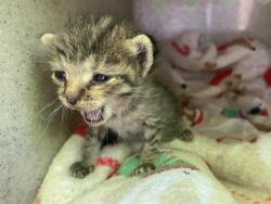 Shelter Stray Male Cat last seen IDAHO DR & TYNDALL CT, 2127 Front St, Sacramento, CA 95818, USA