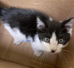 Shelter Stray Male Cat last seen BROADWAY & 5TH ST, 2127 Front St, Sacramento, CA 95818, USA