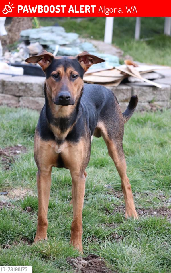 Lost Male Dog last seen Unknown, Algona, WA 98001