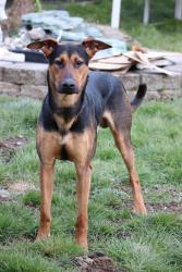 Lost Male Dog last seen Unknown, Algona, WA 98001
