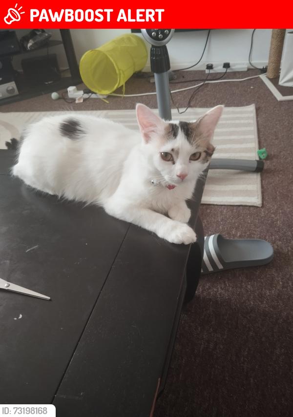 Lost Male Cat last seen Londis local shop, Berkshire, England RG2 8PB