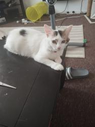 Lost Male Cat last seen Londis local shop, Berkshire, England RG2 8PB