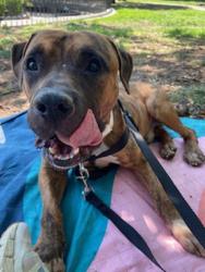 Shelter Stray Male Dog last seen Near 2nd Avenue, NEW YORK, NY, 10029, 326 E 110th St, New York, NY 10029, USA