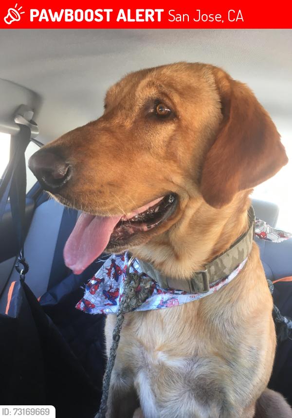 Lost Male Dog last seen Lean Way & Lean Ave. and Beswick Dr. & Cottle Rd. - closest location Miner Park, San Jose, CA 95123