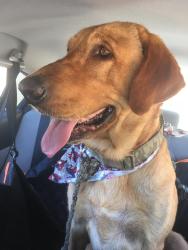 Lost Male Dog last seen Lean Way & Lean Ave. and Beswick Dr. & Cottle Rd. - closest location Miner Park, San Jose, CA 95123