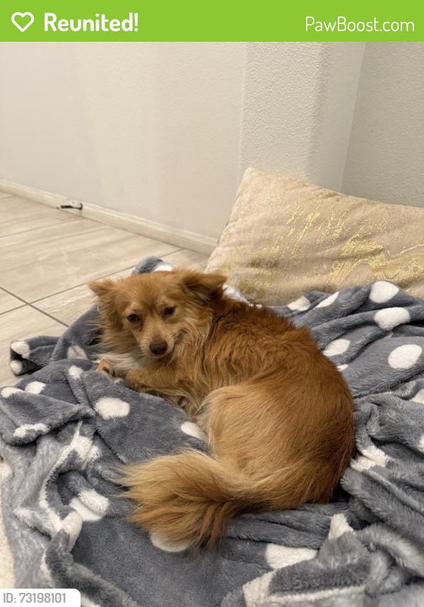 Reunited Male Dog last seen Lincoln Ave, Anaheim, CA, USA, Anaheim, CA 92803