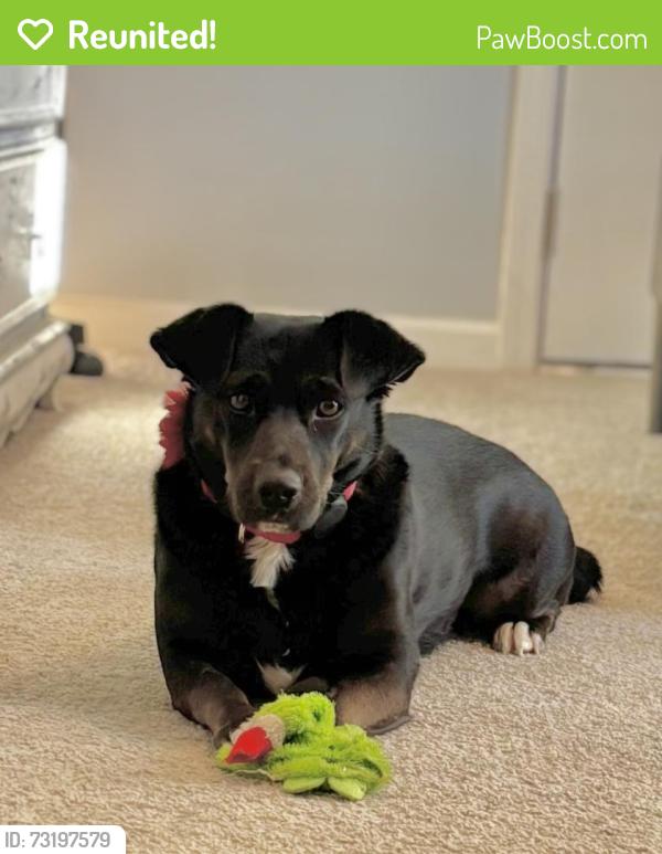 Reunited Female Dog last seen Guy Rd, Clayton, NC 27520