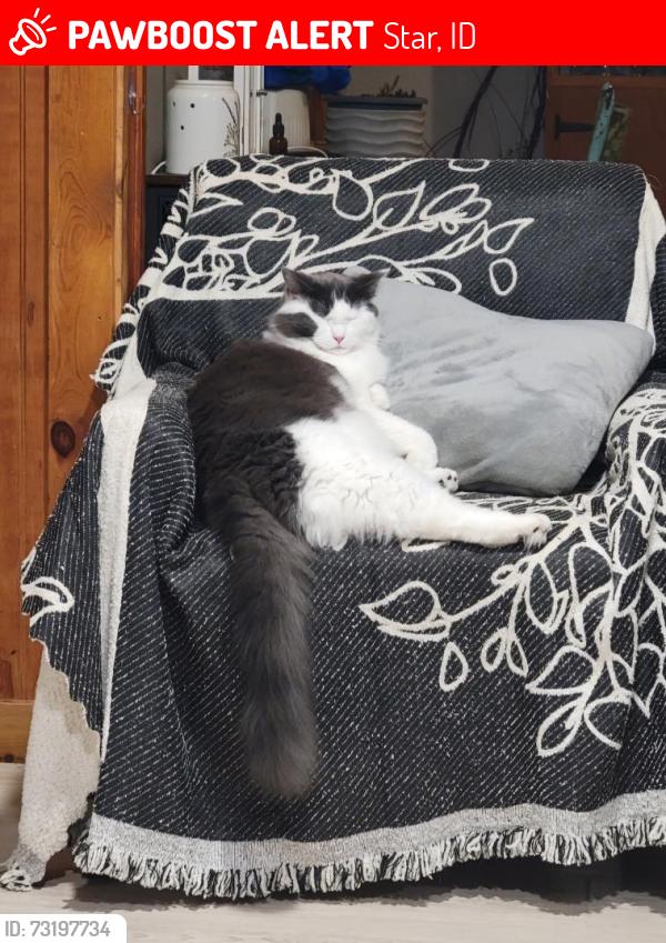 Lost Male Cat last seen CanAda and Able drive star, Star, ID 83669