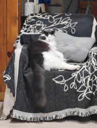 Lost Male Cat last seen CanAda and Able drive star, Star, ID 83669