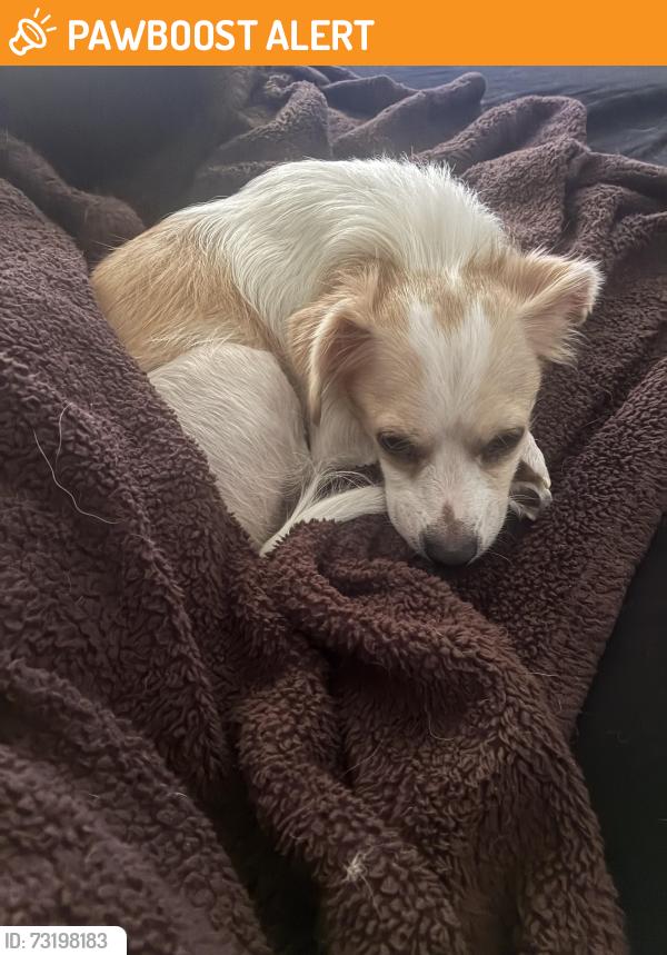 Found/Stray Male Dog last seen Roosevelt ests, West Palm Beach, FL 33401