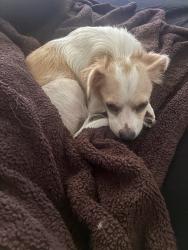 Found/Stray Male Dog last seen Roosevelt ests, West Palm Beach, FL 33401