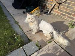 Reunited Male Cat last seen Winterbourne, West Sussex, England RH12 5JW