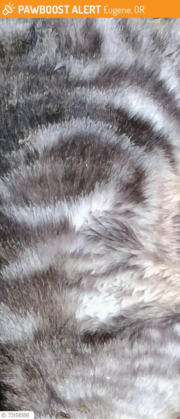 Found/Stray Unknown Cat last seen Chambers and West 10th near the Dutch bros, Eugene, OR 97402