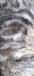 Found/Stray Unknown Cat last seen Chambers and West 10th near the Dutch bros, Eugene, OR 97402