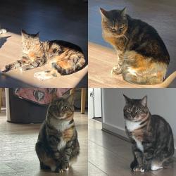 Lost Female Cat last seen Waterfern St Fraser Rise, Fraser Rise, VIC 3336