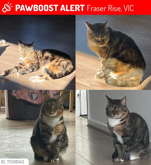 Lost Female Cat last seen Waterfern St Fraser Rise, Fraser Rise, VIC 3336
