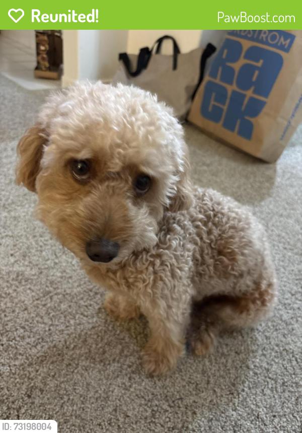 Reunited Male Dog last seen Via Mallorca near the Trader Joe’s complex, San Diego, CA 92037
