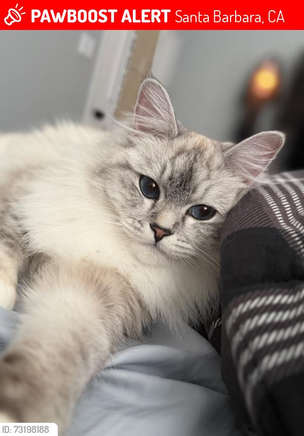 Lost Female Cat last seen Near N Hope, Santa Barbara, CA 93110