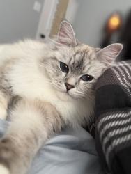 Lost Female Cat last seen Near N Hope, Santa Barbara, CA 93110