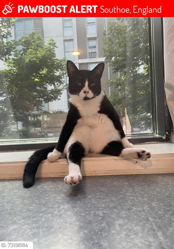 Lost Male Cat last seen Southoe, Southoe, England 