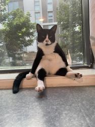 Lost Male Cat last seen Southoe, Southoe, England 