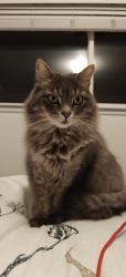 Reunited Female Cat last seen Harvey road Auburn, Auburn, WA 98002