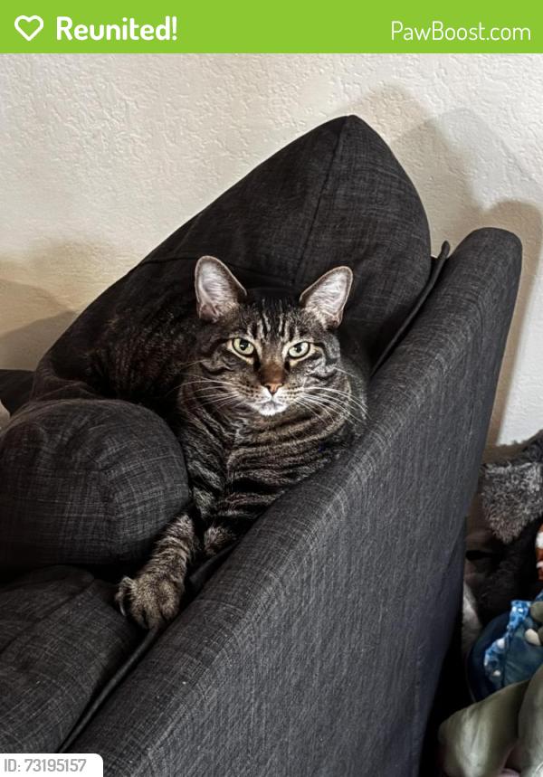 Reunited Male Cat last seen Broadway/Harvard Gulch Park, Denver, CO 80210