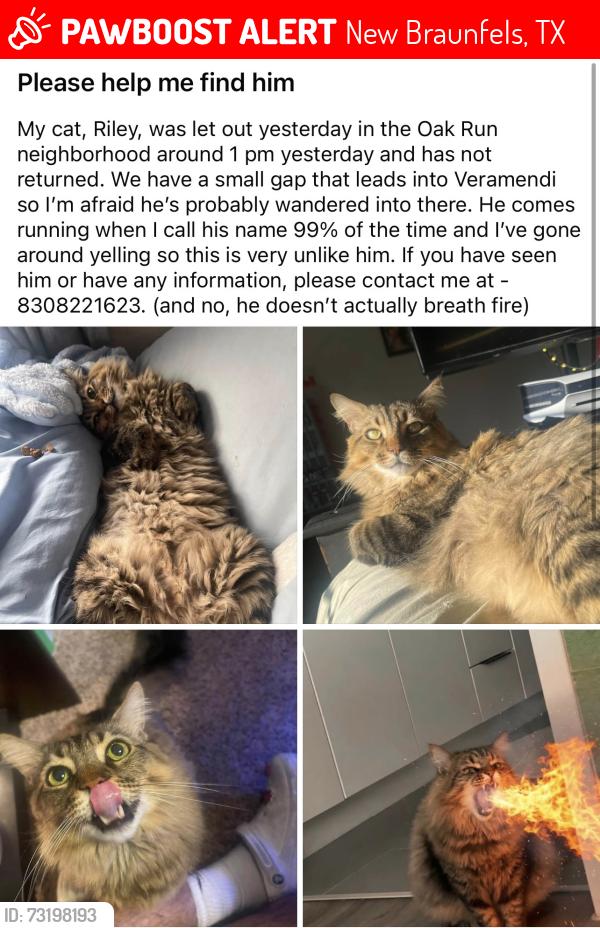 Lost Male Cat last seen veramendi, New Braunfels, TX 78132