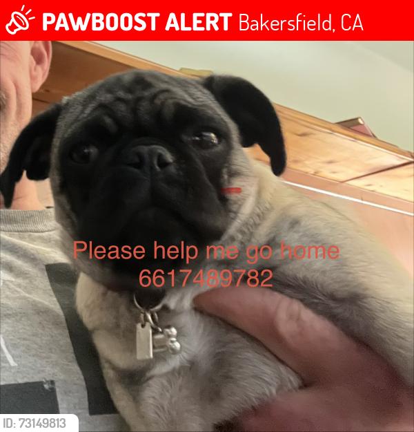 Lost Female Dog last seen niles and Fairfax 93306, Bakersfield, CA 93306