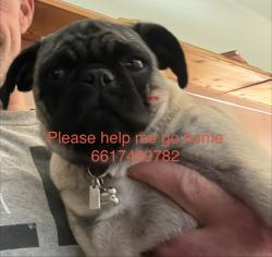 Lost Female Dog last seen niles and Fairfax 93306, Bakersfield, CA 93306