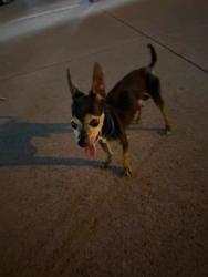 Reunited Male Dog last seen Montgomery apmts Bond St, Irving, TX 75038