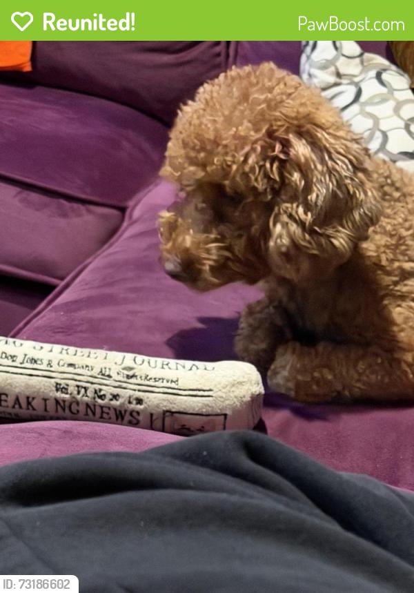 Reunited Female Dog last seen Arlington-Britton Web and England, Grand Prairie, TX 75054