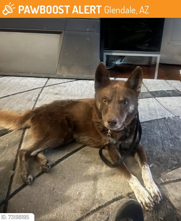 Found/Stray Male Dog last seen 55th Ave and Myrtle, Glendale, AZ 85301